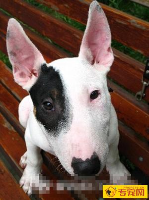 牛头梗聪明吗 智商排名第66位