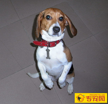 哈利犬的特点 对其他狗有攻击倾向