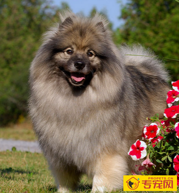荷兰毛狮犬的形态特征 外形与博美很相像