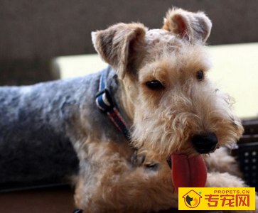 湖畔梗哪里卖 该犬性格温驯活泼