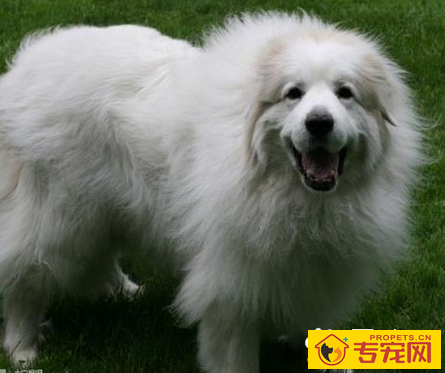 大白熊怎么样 该犬性格比较稳重