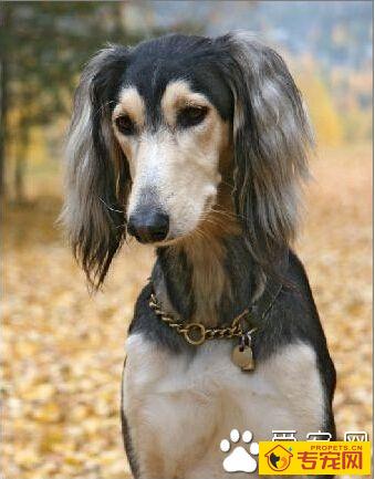 萨路基的性格 温和乖巧对主人非常忠诚