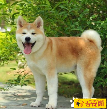 秋田犬的智商 该犬排名第54位