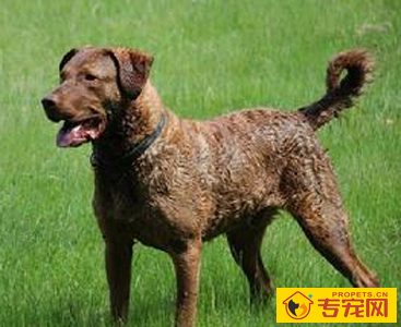 乞沙比克猎犬的形态特征 斑点越小越好