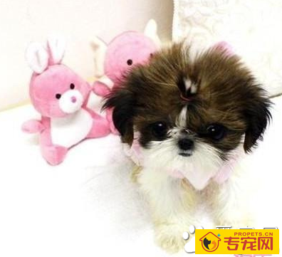 西施犬的智商 该犬排名第70位