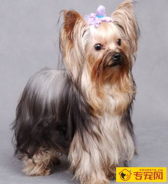 丝毛梗多少钱 该犬具有梗类的性格