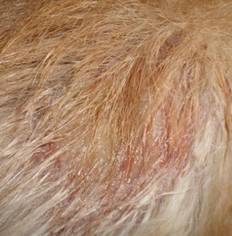 金毛犬常见皮肤病诊治