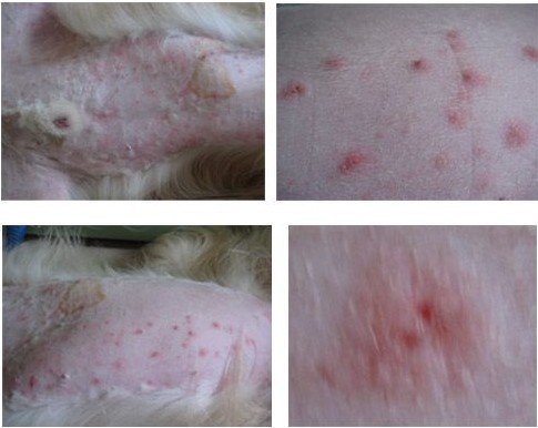 金毛犬常见皮肤病诊治