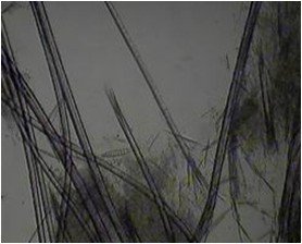 金毛犬常见皮肤病诊治