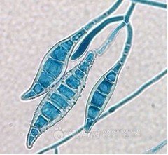 金毛犬常见皮肤病诊治