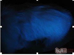 金毛犬常见皮肤病诊治