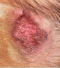 金毛犬常见皮肤病诊治