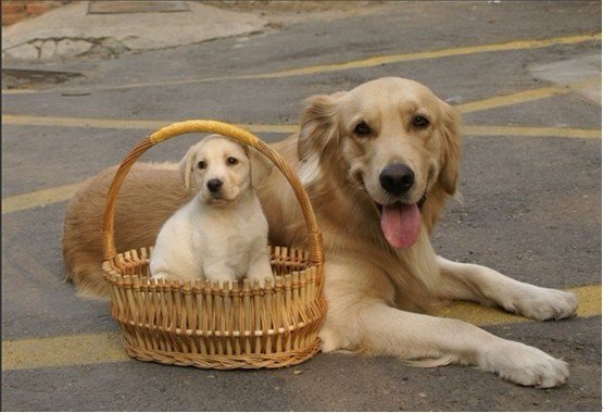 金毛犬常见皮肤病诊治