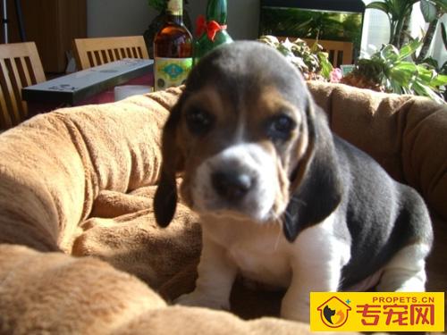 比格犬好吗 从性格秉性了解它