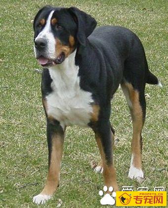 大瑞士山地犬怎么选 注意该犬外形特征