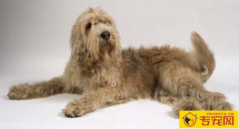 奥达猎犬的特点 人类的伴侣