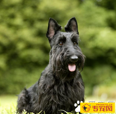 苏格兰梗哪里卖 该犬性格比较活跃