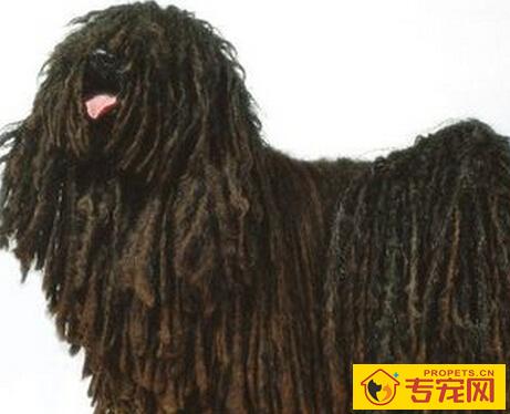 波利犬怎么选  体型非常匀称的中型犬