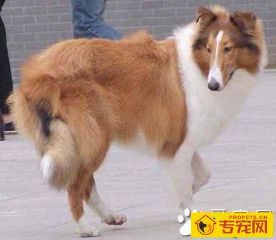  苏格兰牧羊犬的寿命 曾有苏牧犬活到34岁