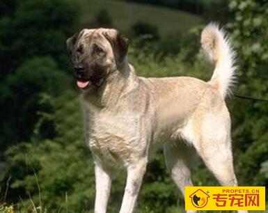 安娜图牧羊犬怎么选 根据体型特征来选择