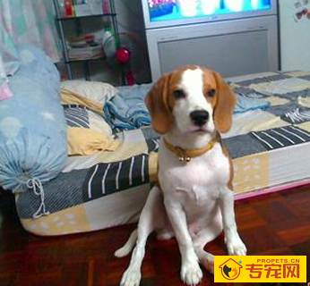 哈利犬的形态特征 该犬整体比例很协调