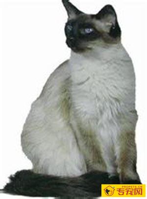  巴厘猫的习性 它的个性比较活跃