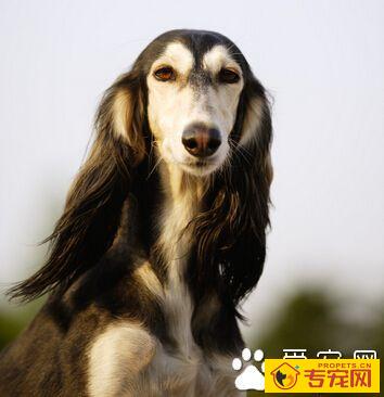 萨路基的智商 智商排行榜排在第四十三位