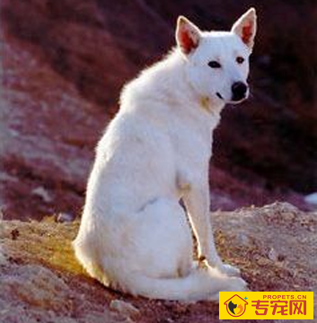 卡南犬的形态特征 被毛颜色有两种类型