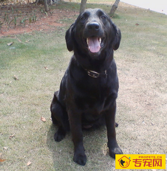 平毛寻回犬的性格 是一种理想的伴侣狗