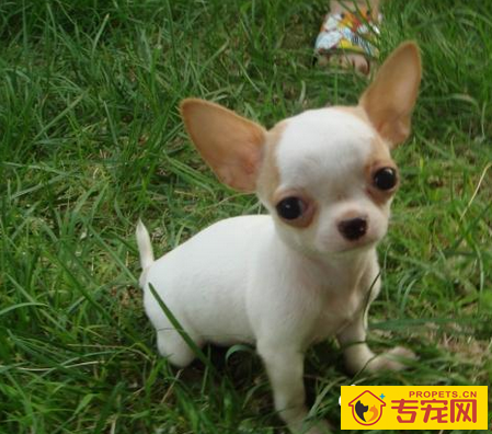 吉娃娃的特点 具有类似梗类犬的气质