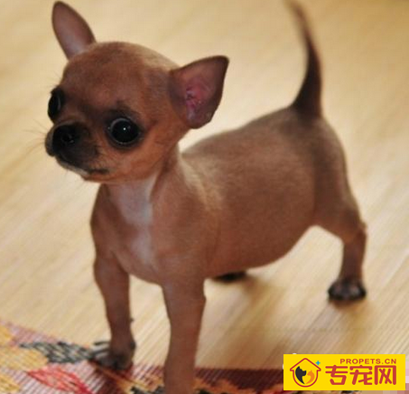 袖珍犬多少钱 特点是体形娇小