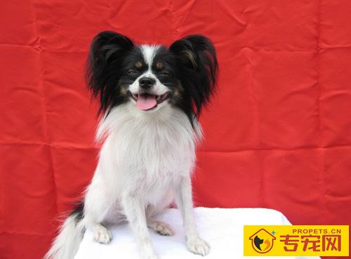 蝴蝶犬可以长多大 举止高雅不过度粘人