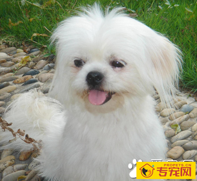 西施犬聪明吗 该犬特别爱争宠