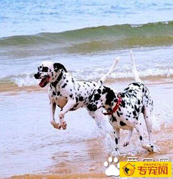 大麦町犬怎么选 了解该犬的外形特征