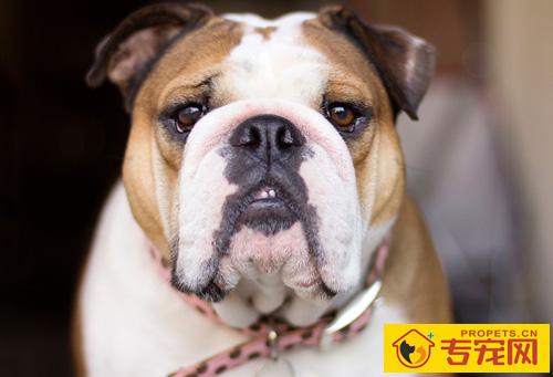 斗牛犬的智商 具有很强智力的狗狗