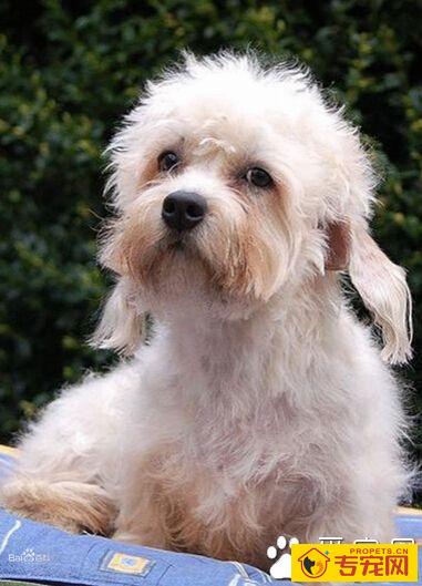 丹迪丁蒙梗的形态特征 堪比科技的小短腿