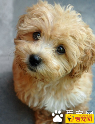 什么小型犬最聪明 泰迪是最聪明的小型犬