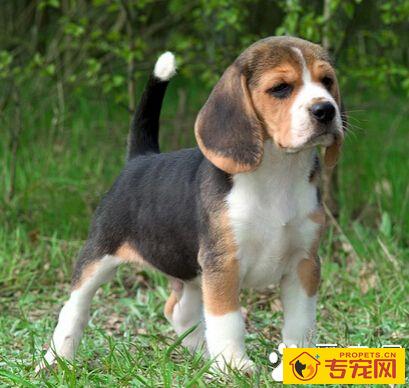 什么狗狗好训练 性格决定能否好训练