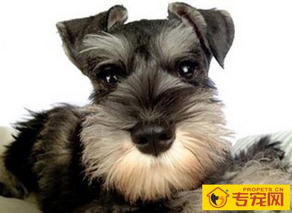 纯种雪纳瑞多少钱 个性聪明活泼对人友善