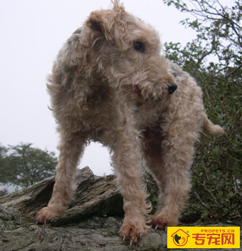 湖畔梗的形态特征 湖畔梗有很多种颜色