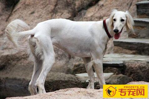 萨路基的形态特征 身体强健肌肉发达