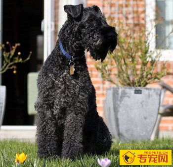 凯利蓝梗的形态特征 该犬平衡能力强