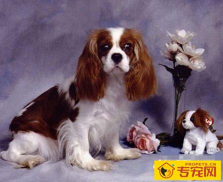 可卡犬的寿命 普遍在十一、二年左右