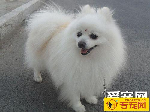 博美犬聪明吗 会对主人撒娇的狗狗