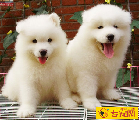 狗狗一天拉几次屎 看排泄物是否正常