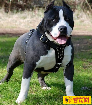 美国史特富郡梗的形态特征 