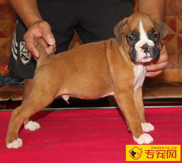 拳师犬聪明吗 是一种值得信赖的狗狗