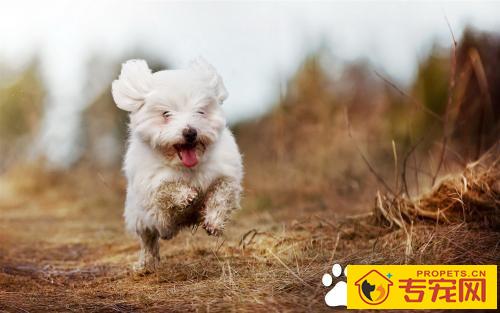 狗狗抑郁症怎么治 狗抑郁症的解决方案