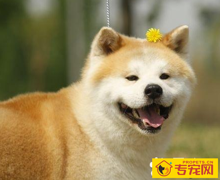 长毛吉娃娃性格 长毛品种比较少