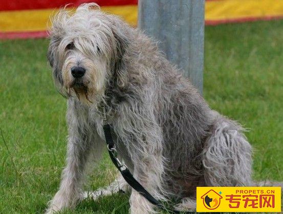 奥达猎犬的形态特征 FCI标准好严苛